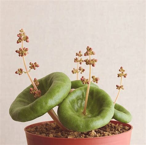 10 Weird But Fantastic Houseplants You Didn’t Know You Needed