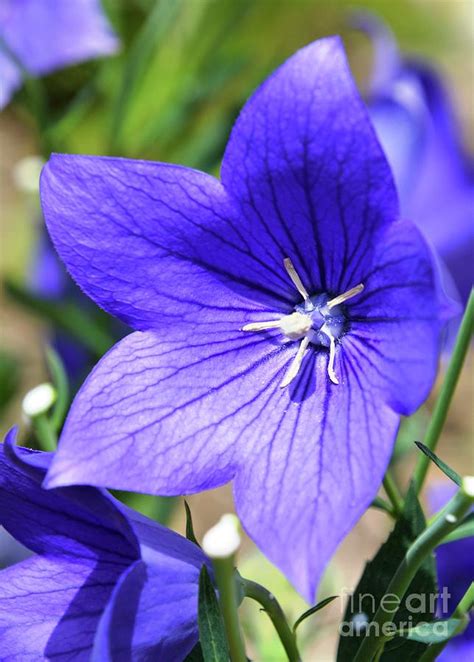 Purple Star Flower Photograph by Lisa Kilby