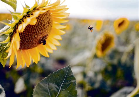 Sunflower pollen linked to bumble bee health | The Western Producer