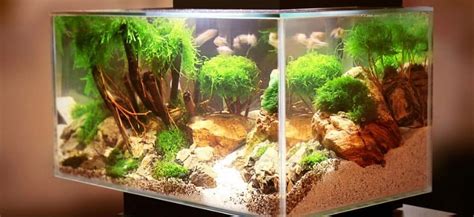 Betta Fish Tank Ideas - Unique, Cute, And Cool Designs