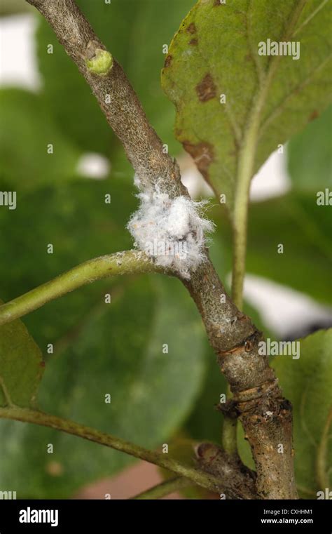 Wooly aphid apple hi-res stock photography and images - Alamy