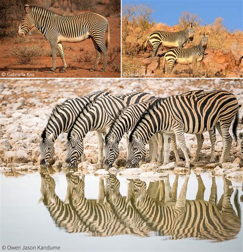 Zebra - Africa Geographic