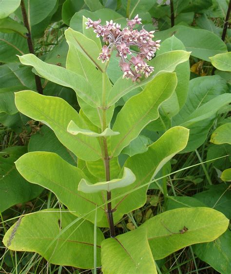 Asclepias syriaca - Alchetron, The Free Social Encyclopedia