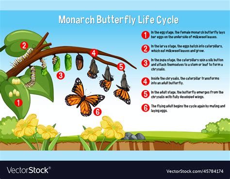 Monarch butterfly life cycle Royalty Free Vector Image