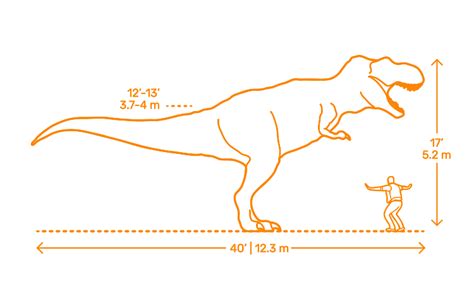 T Rex Human Size Comparison