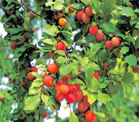 A Woman of the Soil: An Edible Hedge