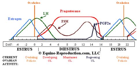 Estrous Cycle in the Mare • Equine-Reproduction.com, LLC