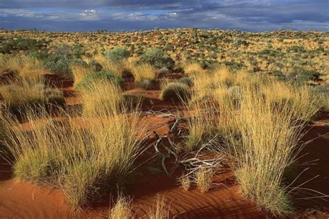 Plants - Arid Australia