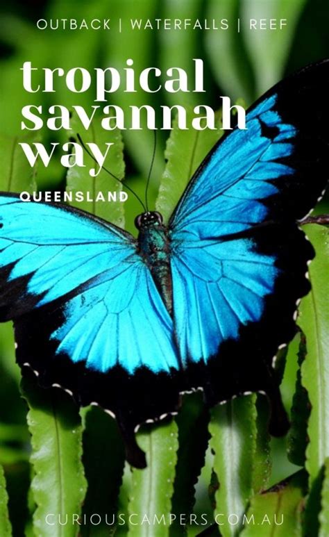 Savannah Way Road Trip Queensland - Travel Guide