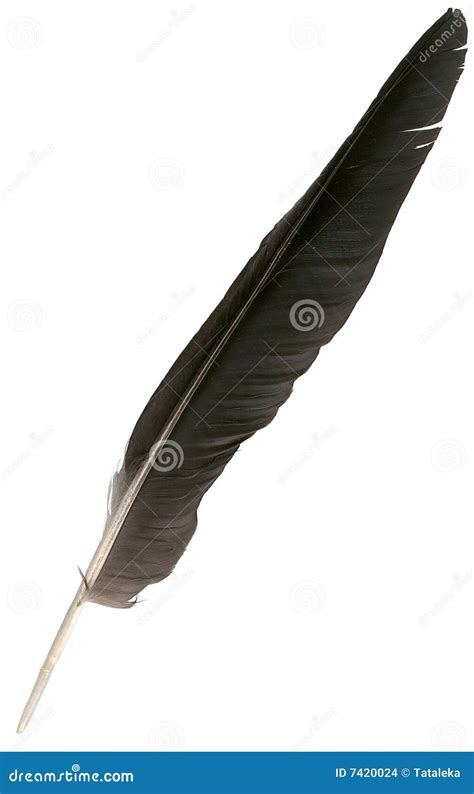 Black Eagle Feather Isolated Stock Images - Image: 7420024