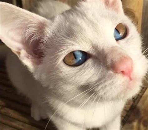 This cat with heterochromia makes each eye have 2 different colors in ...