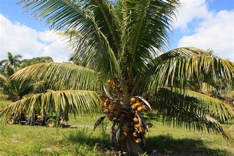 7 Best Coconut Tree Varieties to Grow in Your Garden or Backyard