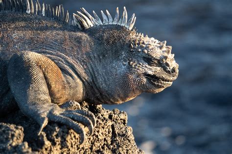 Galapagos Islands Animals | Where, When & How to Spot Them