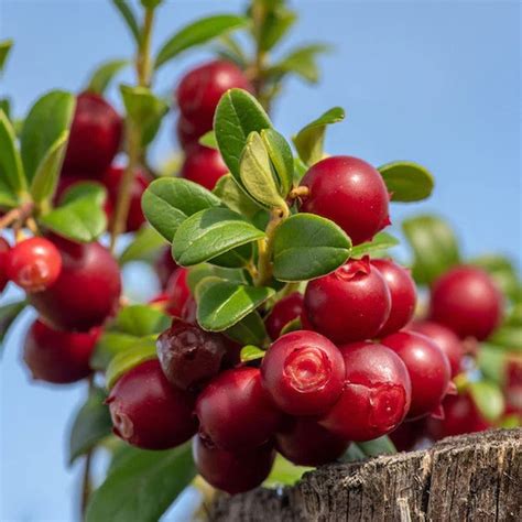 Organic Lingonberry Plant vaccinium Vitis-idaea Seeds - Etsy