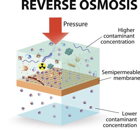 Osmosis Examples For Kids