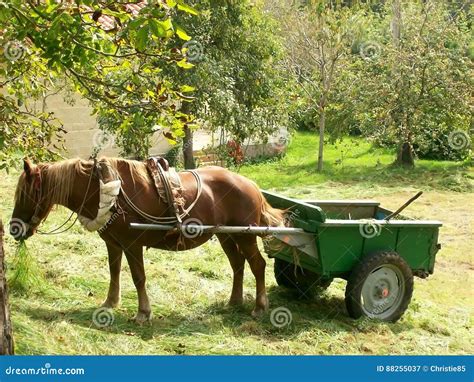 Horse pulling a cart stock image. Image of animal, workhorse - 88255037