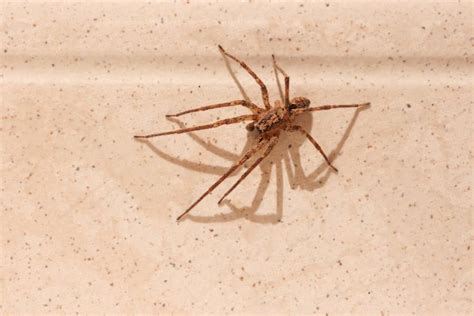 Why You Shouldn’t Squish Wolf Spiders in Your House