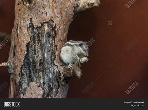 Small Chipmunk Stripes Image & Photo (Free Trial) | Bigstock