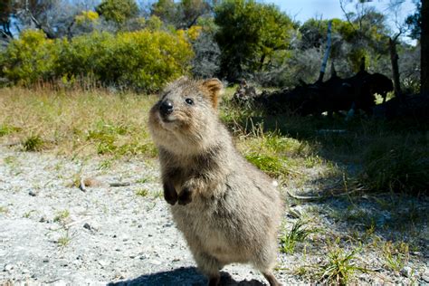 10 weird and wonderful animals native to Australia | Deakin Navigator