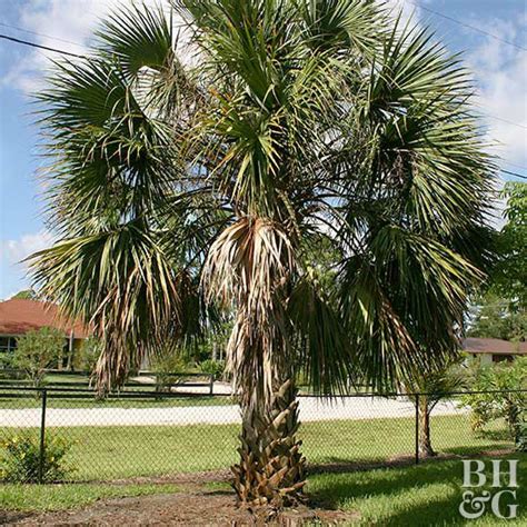 How to Plant and Grow Palmetto