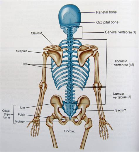 Human Skeleton Labeled Diagram Back View