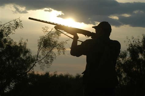 Dove numbers spike as new season approaches in Texas