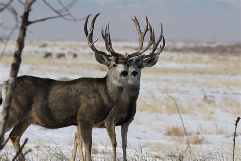 Big Mule deer Bucks | Ray F. | Flickr