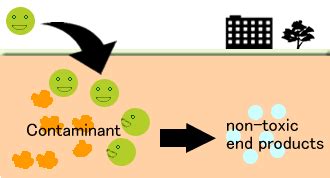 define bioaugmentation - Science - Microorganisms Friend and Foe ...