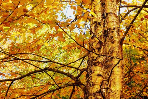 Yellow Birch - Betula Allegheniensis | Deciduous Trees | Cold Stream Farm