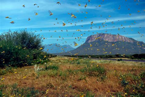 Why Locusts Are Threatening Crops in Africa and Beyond | TIME