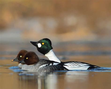 Common Goldeneye (Bucephala clangula) – Waterfowl Species Profile ...