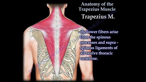 Trapezius Muscle Diagram