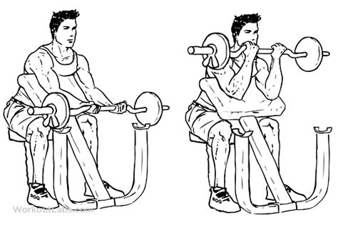 EZ-Bar Preacher Curl | Illustrated Exercise guide - WorkoutLabs