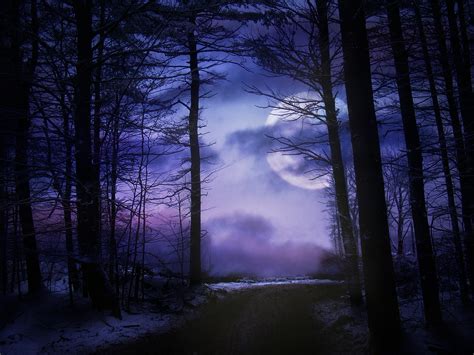 Moonlit Forest Free Stock Photo - Public Domain Pictures