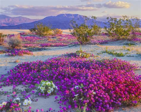 This desert in the Southwest is experiencing a wildflower ‘superbloom ...