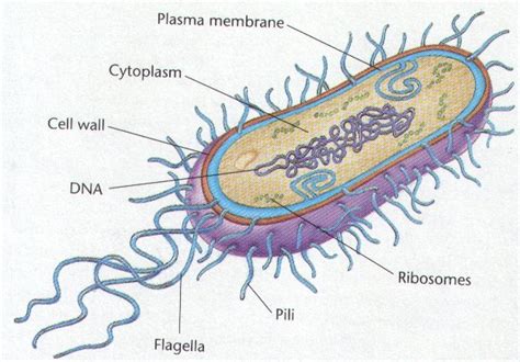 Archaebacteria and Eubacteria - life Processes