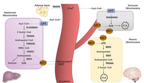 The metabolism of ketone bodies. Abbreviations: acetoacetyl-CoA ...