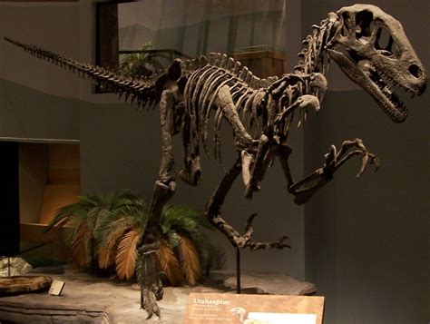 Image - Utahraptor skeleton namal.jpg - Park Pedia - Jurassic Park ...