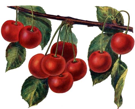 Instant Art Printable - Gorgeous Cherries - The Graphics Fairy ...