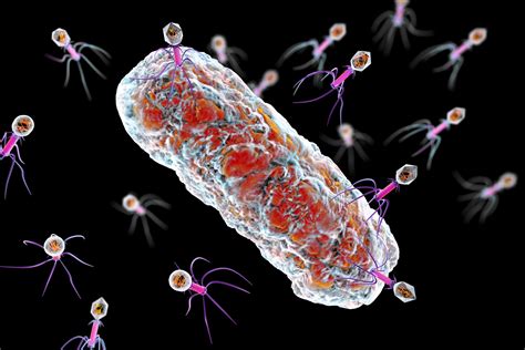 Phage Therapy Win: Mycobacterium Infection Halted