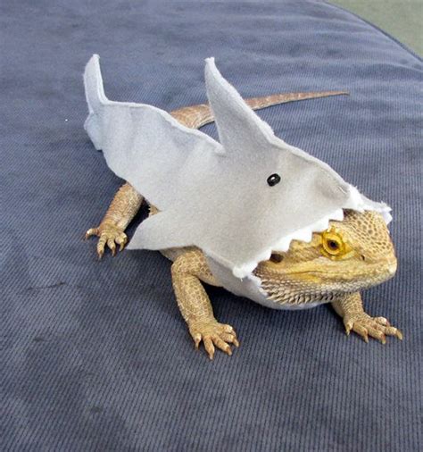 You Know What’s Gaining Popularity? Lizard Costumes.