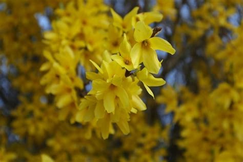 Forsythia Easy Guide: 10 Forsythia Types & How to Grow Them - Foter