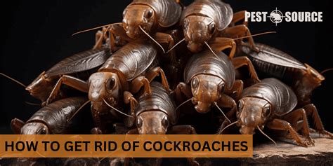 How to Get Rid of Cockroaches: 30 Effective Control Methods - Pest Source