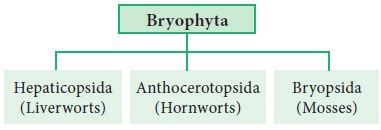 Bryophytes - Characteristic features, Classification, Economic ...