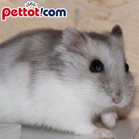 Chuột Hamster Winter White màu trắng bò sữa nhập khẩu thái lan đẹp