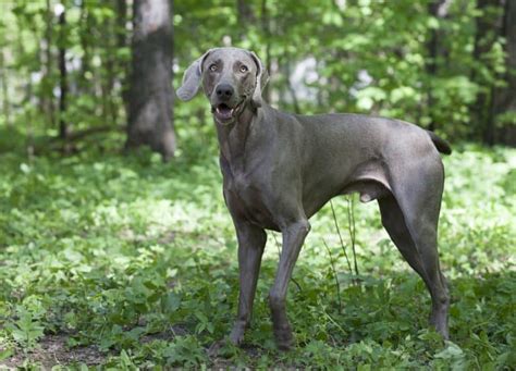 Weimaraner Mixes: 23 Different Weimaraner Crossbreeds - K9 Web