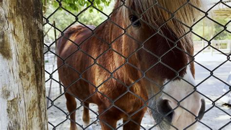 Sweet Horse in a Barn 13555683 Stock Video at Vecteezy