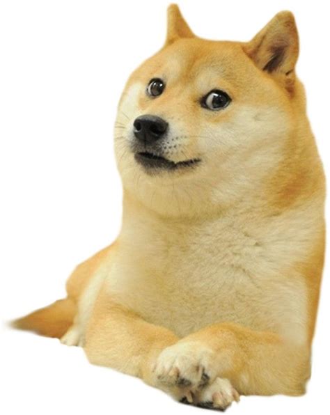 Pegatina 'Doge - Meme' de UwU OwO in 2021 | Doge meme, Cute animal ...