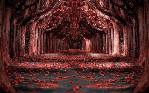 nature, Landscape, Red, Forest, Leaves, Trees, Path, Photo Manipulation ...