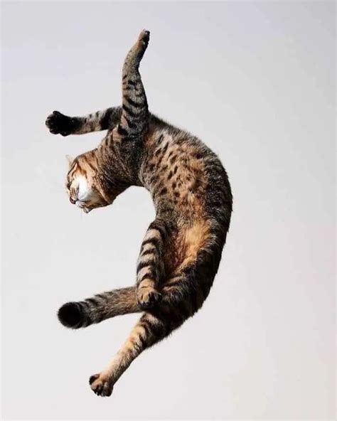 15 Of The Funniest Dancing Cat Pics | Dancing cat, Cats and kittens ...